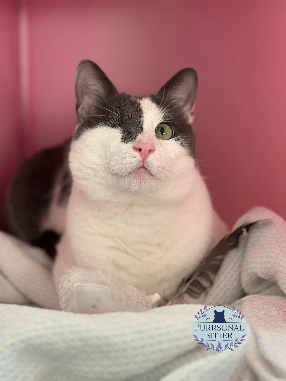 Sweet one-eyed grey and white cat tucked into a cosy blanket